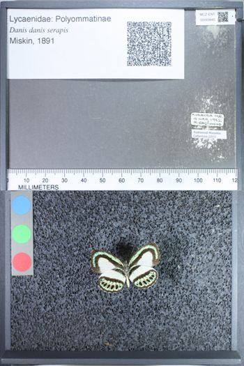 Media type: image;   Entomology 69945